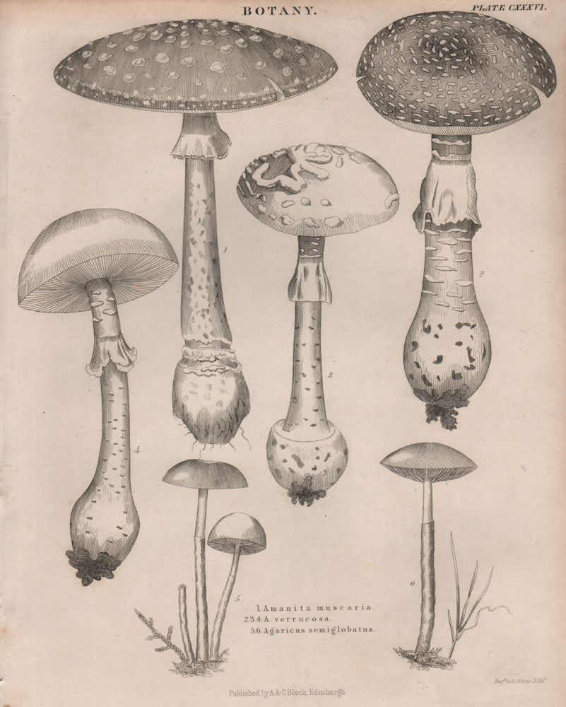 Amanita muscaria/Verrucosa (fly agaric). Protostropharia semiglobata 1860